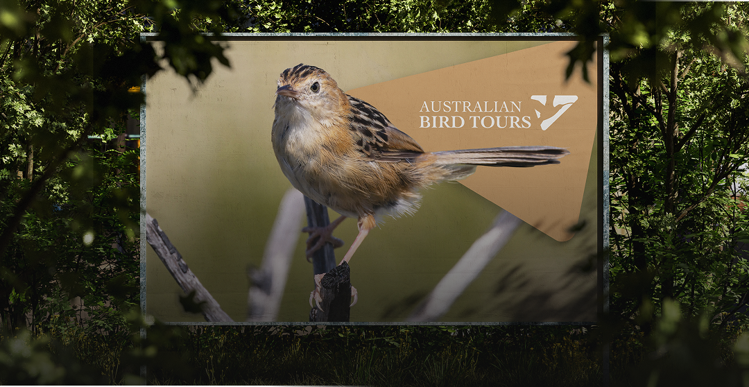 Australian Bird Tours